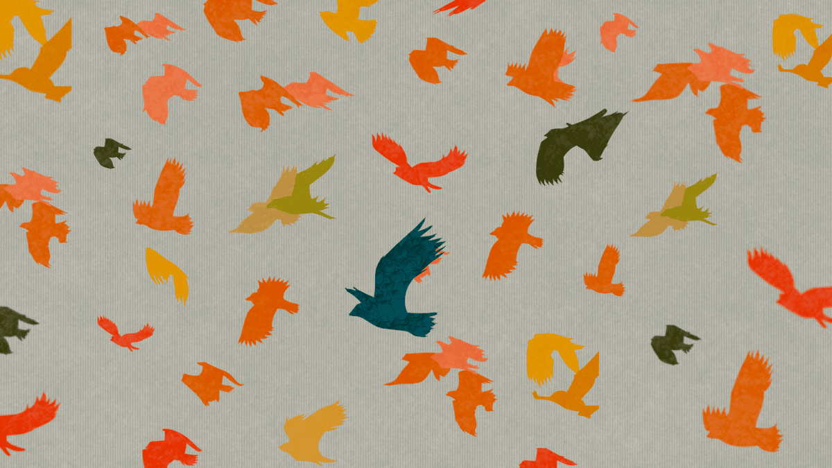 Illustration of the outlines of many, different-coloured birds flying against a grey background.