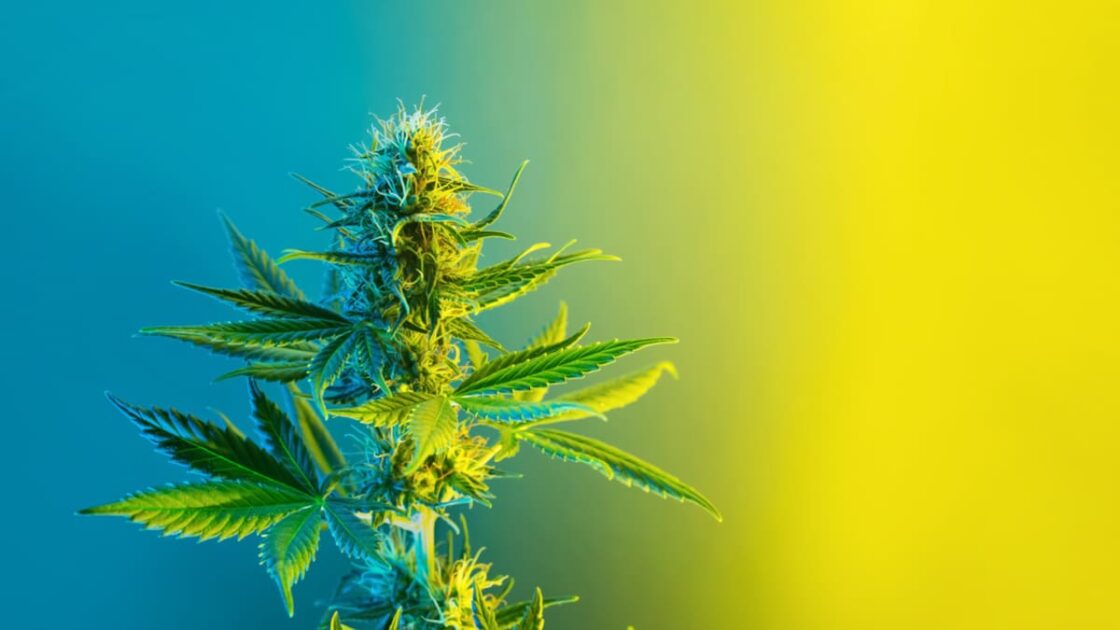 what-is-cannabis?-thumbanail