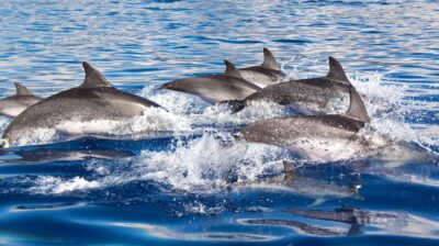 Dolphin murders in Taiji