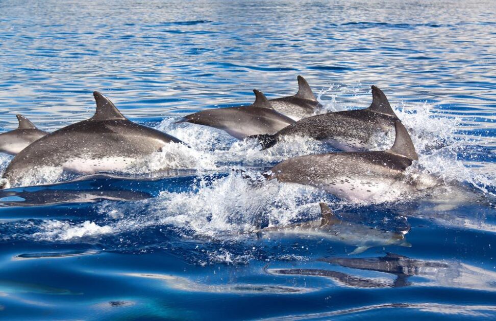 dolphin-murders-in-taiji-thumbanail