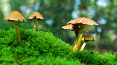 What are magic mushrooms?