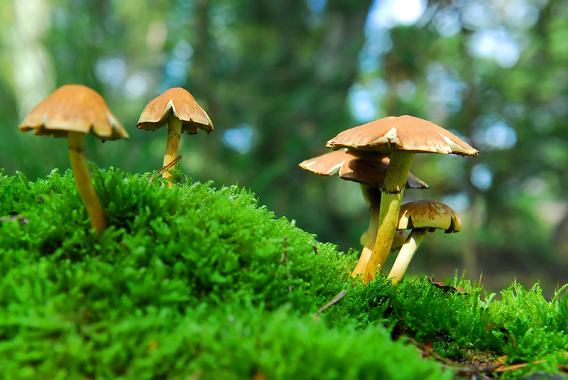 What are magic mushrooms? - spunout