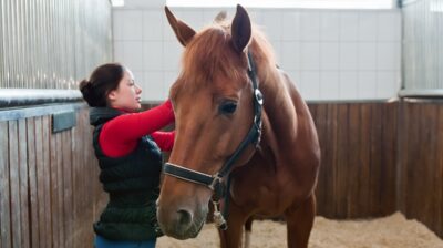 Level 4 Equestrian Training Programme