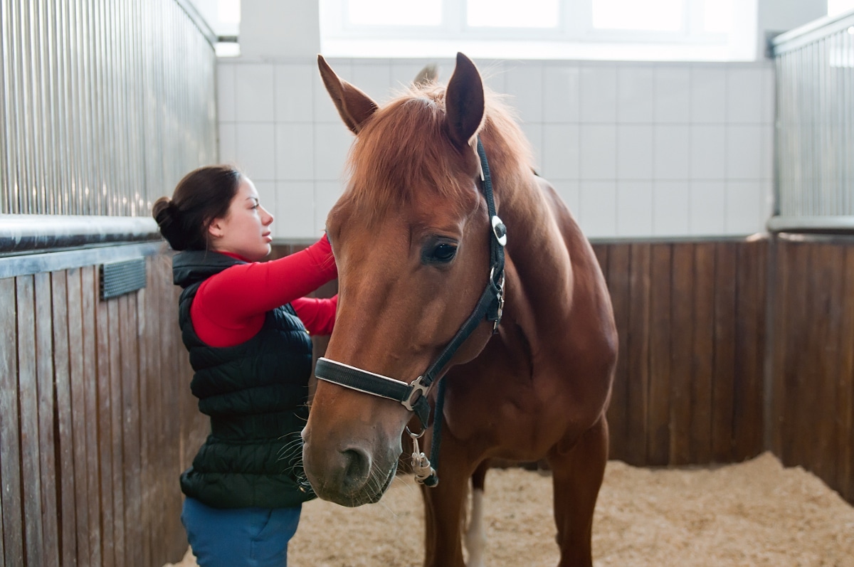 Level 4 Equestrian Training Programme - spunout