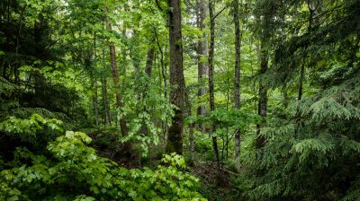 A quiet part of a forest