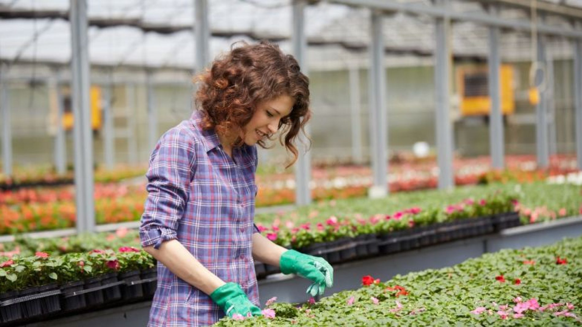 Woman working in a greenhouse